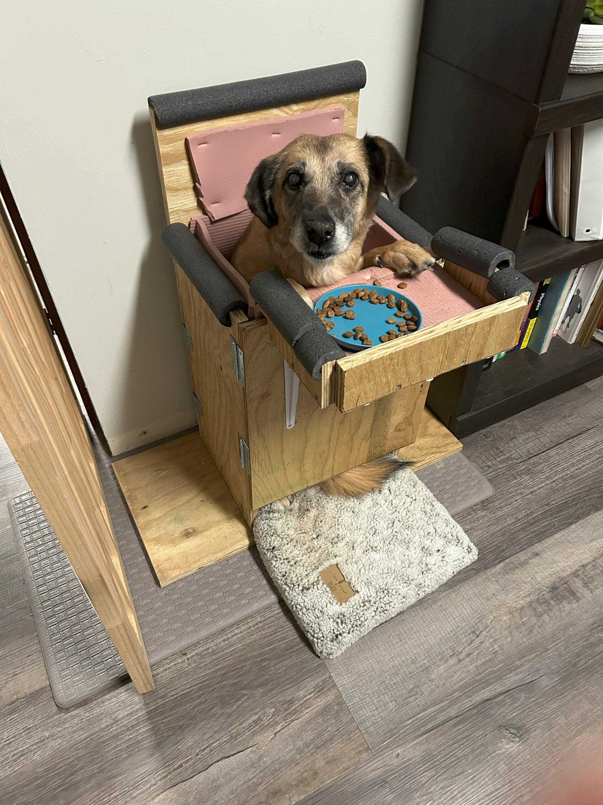 Understanding Acid Reflux (GERD): What You Should Know—and How My Dog Helped Me Understand It Even More