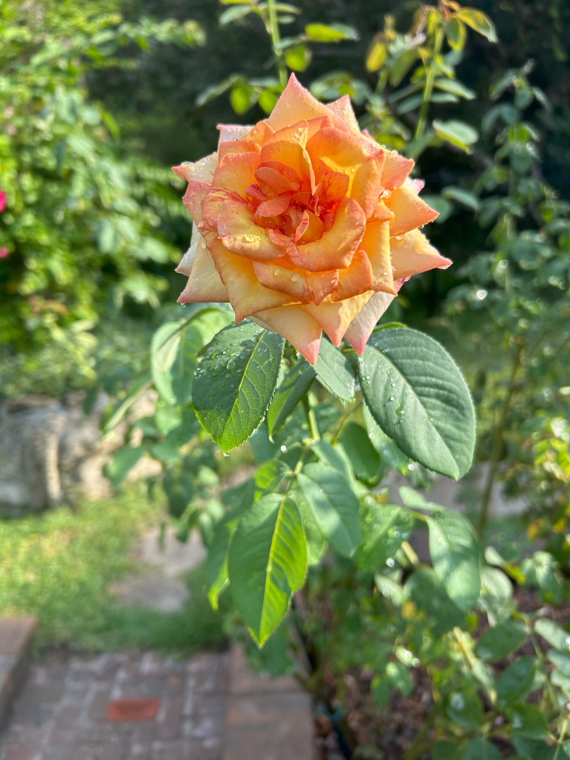 What is the difference between in-person speech therapy sessions and virtual treatment?