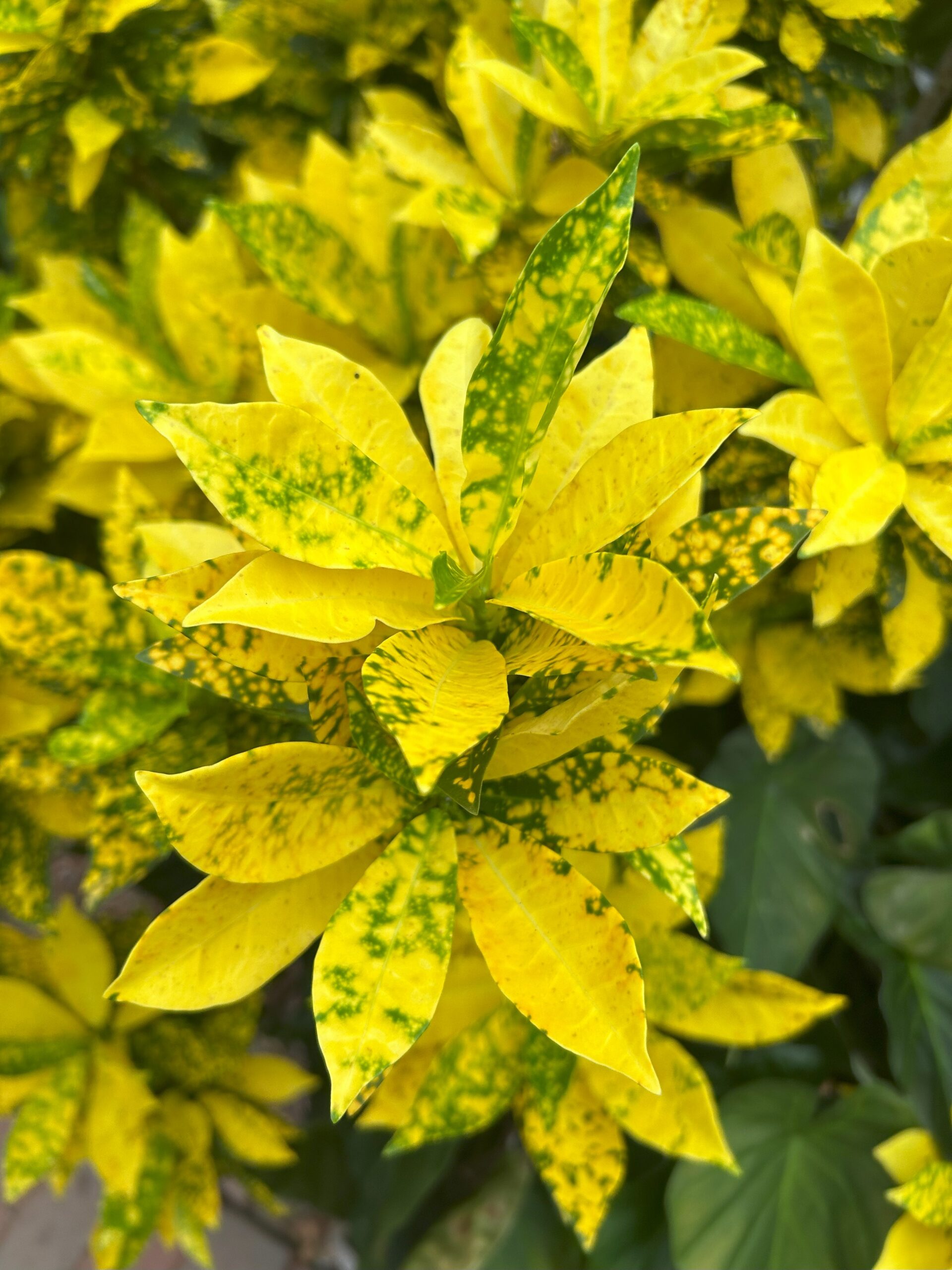 Voice and Confidence in Professional Communication: Sounding Like the Leader You Are